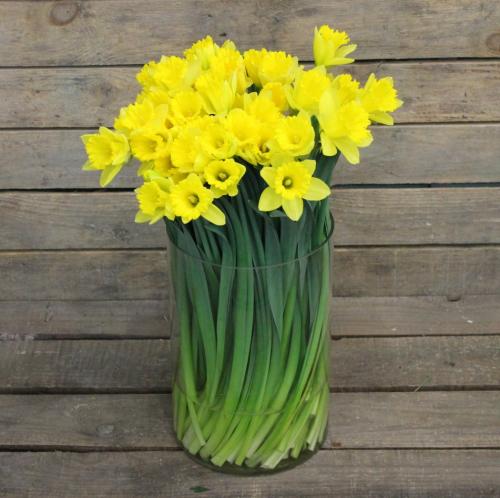 Комнатные растения с большими листьями. Луковичные комнатные растения фото и названия