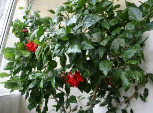 Крупные растения для дома. Крупные растения из разряда традиционных, классических