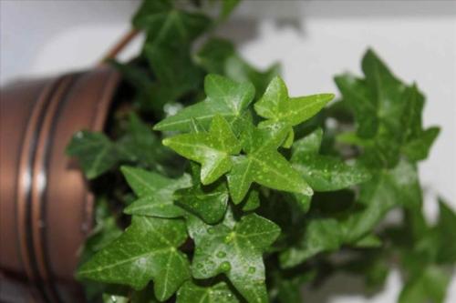 Крупные растения для дома. Крупные растения из разряда традиционных, классических 15