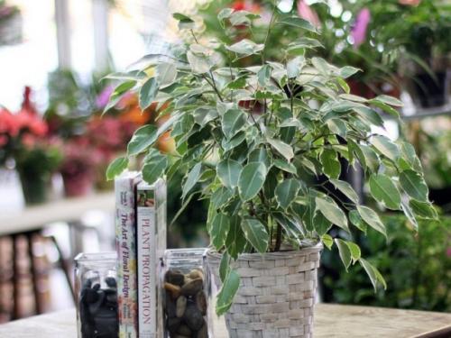 Крупные растения для дома. Крупные растения из разряда традиционных, классических 18