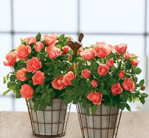 Крупные растения для дома. Крупные растения из разряда традиционных, классических 16