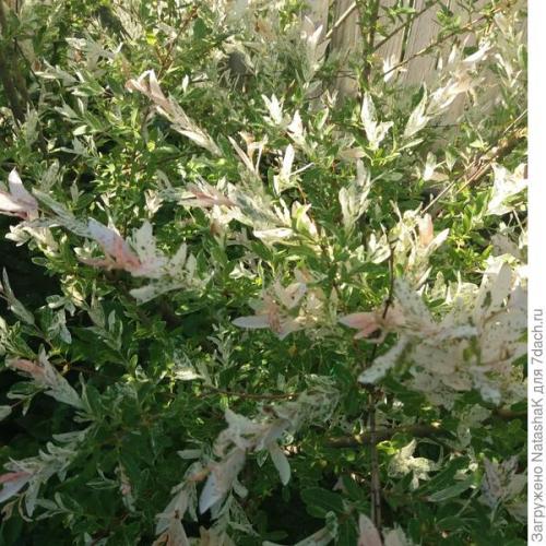 Ива в японском саду. Японский штрих в саду - ива Хакуро Нишики