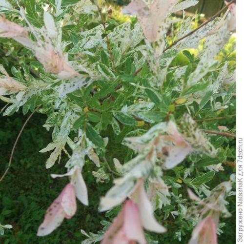 Ива в японском саду. Японский штрих в саду - ива Хакуро Нишики