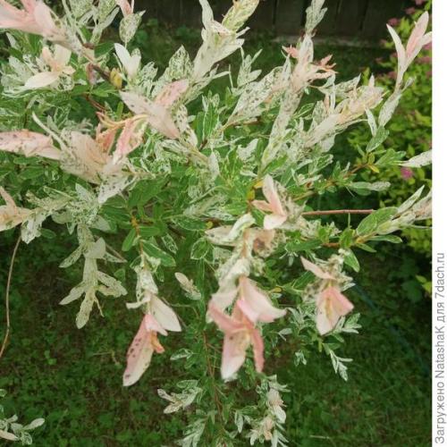 Ива в японском саду. Японский штрих в саду - ива Хакуро Нишики