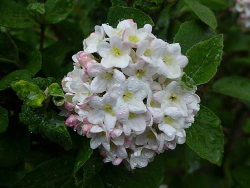 Японские декоративные растения. Японский сад на даче: выбираем растения с умом