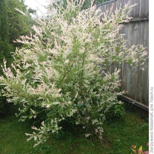 Ива в японском саду. Японский штрих в саду - ива Хакуро Нишики