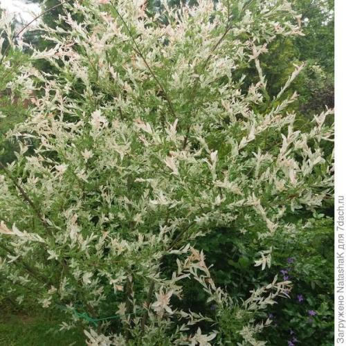 Ива в японском саду. Японский штрих в саду - ива Хакуро Нишики