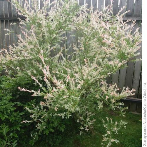 Ива в японском саду. Японский штрих в саду - ива Хакуро Нишики