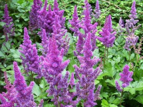 Японские декоративные растения. Японский сад на даче: выбираем растения с умом