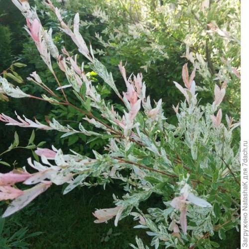 Ива в японском саду. Японский штрих в саду - ива Хакуро Нишики