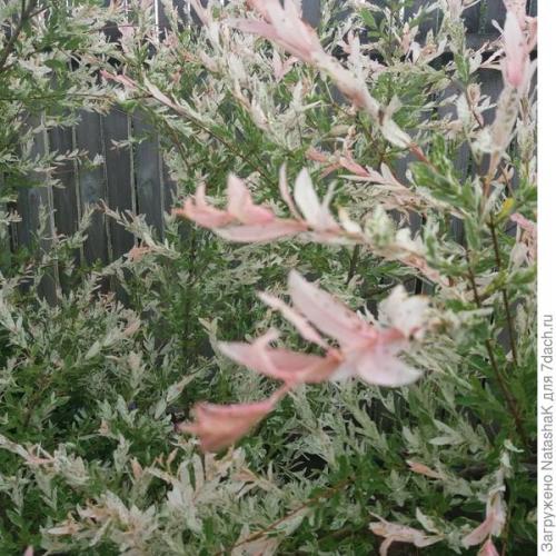 Ива в японском саду. Японский штрих в саду - ива Хакуро Нишики