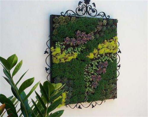 Суккуленты композиции. Композиции из суккулентов: пошаговые инструкции и фото