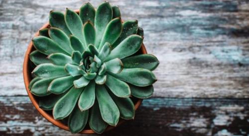 Как ухаживать за суккулентами эхеверия. Эхеверия: описание, уход и размножение в домашних условиях