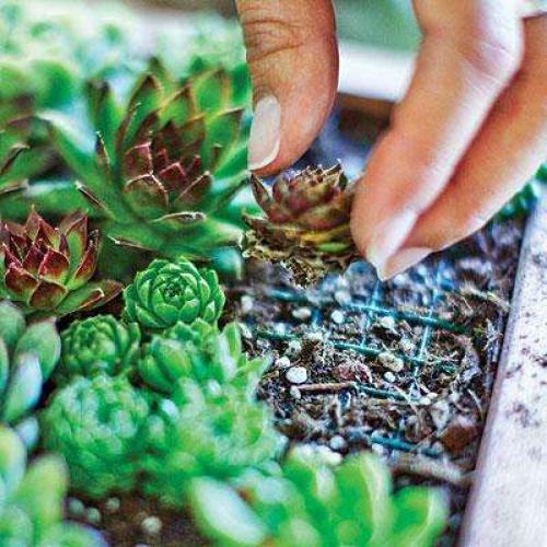 Суккуленты композиции. Композиции из суккулентов: пошаговые инструкции и фото