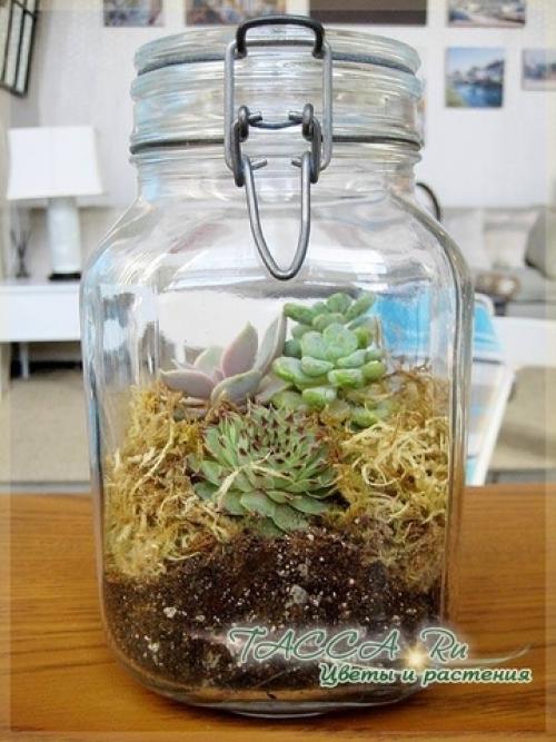 Уход за суккулентами во флорариуме. Уход за флорариумом. Cоветы для начинающих.