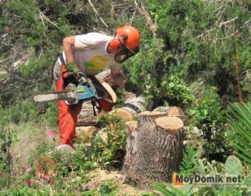 Как обработать спил дерева. 1 шаг – подготовка деревянных спилов