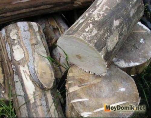 Как обработать спил дерева. 1 шаг – подготовка деревянных спилов