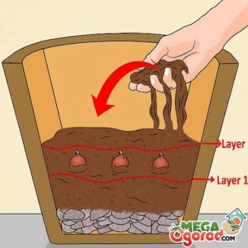 Тюльпаны в горшках на улице.