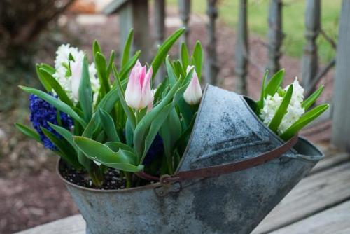 Как дома вырастить тюльпаны в горшке. Как посадить тюльпаны в домашних условиях? 07 Как дома вырастить тюльпаны в горшке. Как посадить тюльпаны в домашних условиях? 07