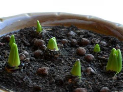 Как дома вырастить тюльпаны в горшке. Как посадить тюльпаны в домашних условиях?