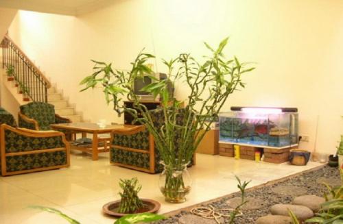 Цветы комнатные в интерьере квартиры. Растения в современном интерьере: композиционные группы 02