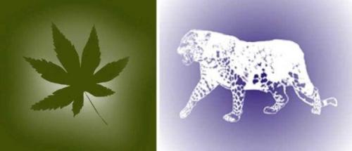 Рисунки цветов на стене. Разновидности трафаретов