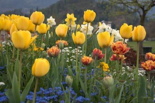 Как дома вырастить тюльпаны в горшке. Как посадить тюльпаны в домашних условиях? 06 Как дома вырастить тюльпаны в горшке. Как посадить тюльпаны в домашних условиях? 06