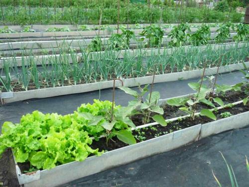 Ограждение для грядок из шифера. Плюсы