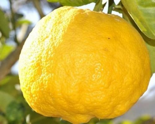 Очищение организма водой с лимонным соком. Очищение организма лимонным соком