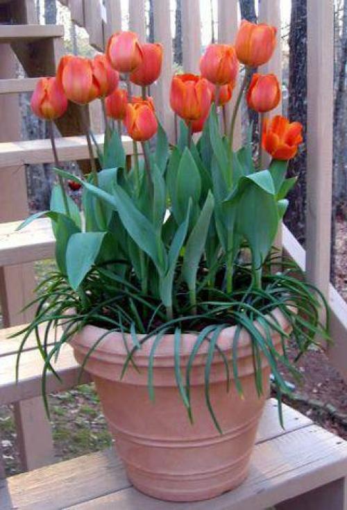Как дома вырастить тюльпаны в горшке. Как посадить тюльпаны в домашних условиях? 08 Как дома вырастить тюльпаны в горшке. Как посадить тюльпаны в домашних условиях? 08