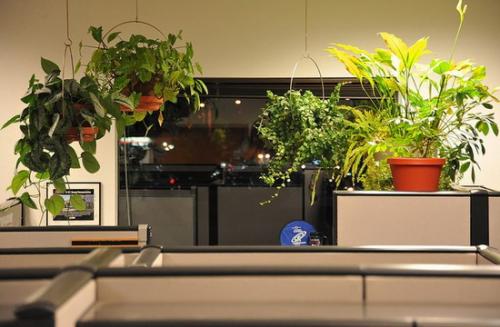 Цветы комнатные в интерьере квартиры. Растения в современном интерьере: композиционные группы 01