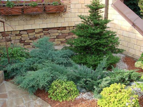 Какие хвойные деревья можно сажать на участке. Почему нельзя сажать хвойные деревья на участке, приметы