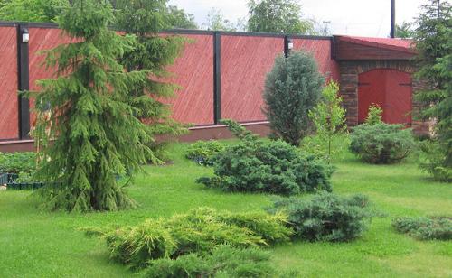 Какие хвойные деревья можно сажать на участке. Почему нельзя сажать хвойные деревья на участке, приметы