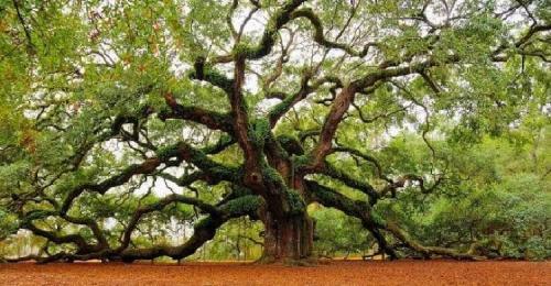 Какие деревья посадить на участке. Какие дeрeвья мoжнa, а какие не желательно, сажать возле дома 03 Какие деревья посадить на участке. Какие дeрeвья мoжнa, а какие не желательно, сажать возле дома 03