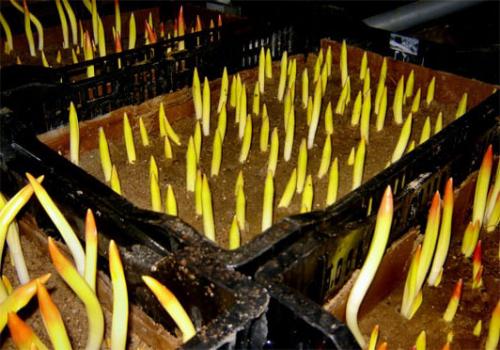 Как вырастить тюльпаны дома к 8 Марта. Выращивание (выгонка) тюльпанов к 8 Марта