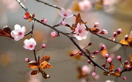 Какие деревья посадить на участке. Какие дeрeвья мoжнa, а какие не желательно, сажать возле дома 01 Какие деревья посадить на участке. Какие дeрeвья мoжнa, а какие не желательно, сажать возле дома 01