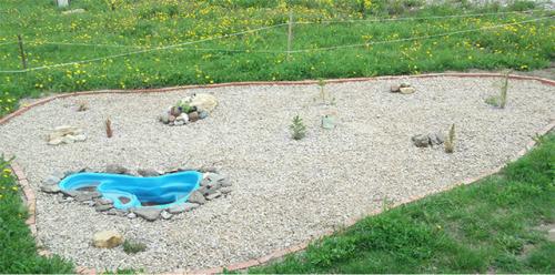 Какие хвойные деревья можно сажать на участке. Почему нельзя сажать хвойные деревья на участке, приметы