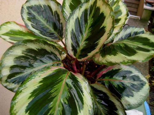 Комнатные растения приносящие в дом несчастье. Цветы в доме, которые приносят несчастье 11