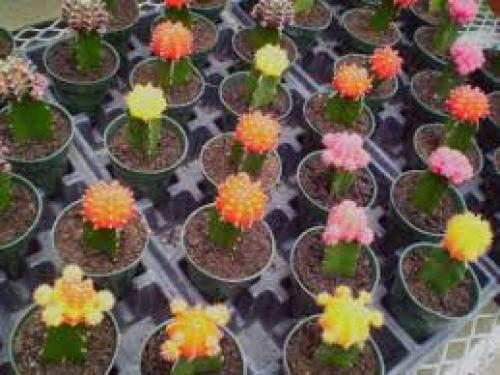 Комнатные растения приносящие в дом несчастье. Цветы в доме, которые приносят несчастье 32