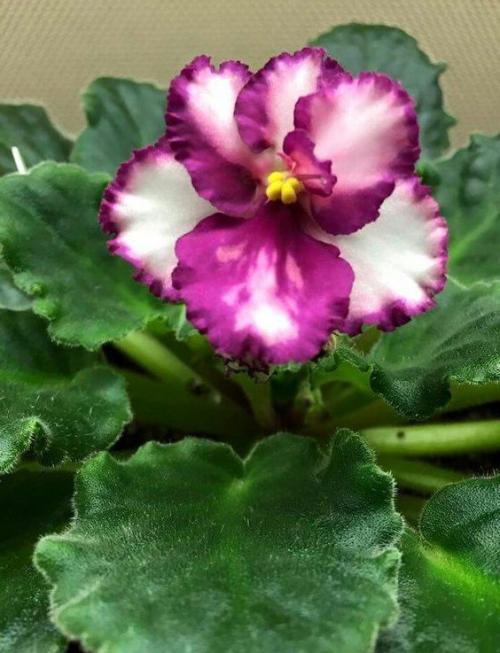 Какие цветы держать дома для счастья. 10 комнатных растений, притягивающих любовь и благополучие в семье