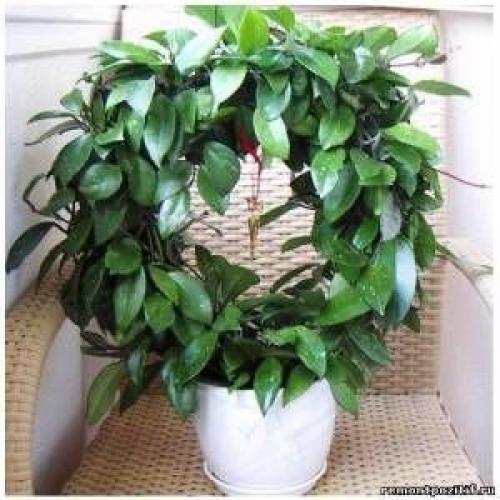 Какие цветы держать дома для счастья. 10 комнатных растений, притягивающих любовь и благополучие в семье