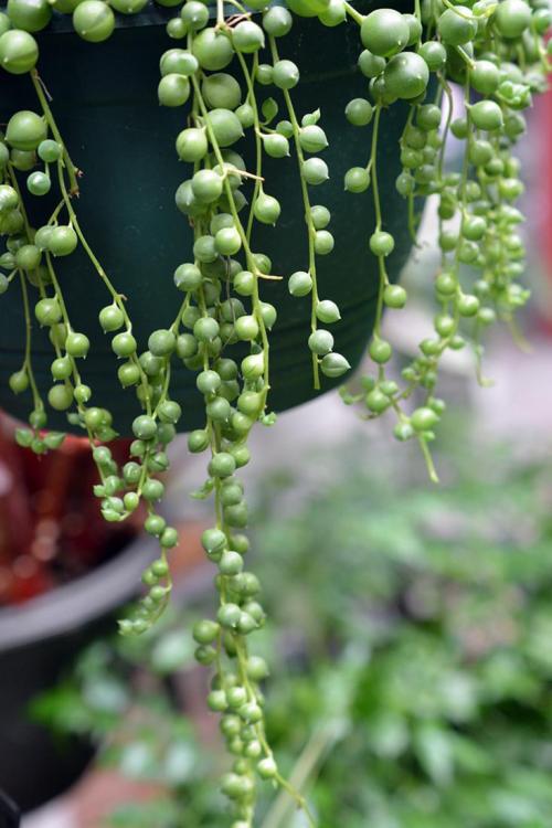 Комнатные растения приносящие в дом несчастье. Цветы в доме, которые приносят несчастье 14