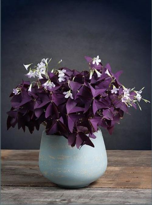 Какие цветы держать дома для счастья. 10 комнатных растений, притягивающих любовь и благополучие в семье