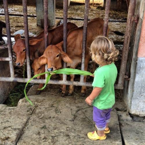 Как сделать макет коровы. Коровы из картона