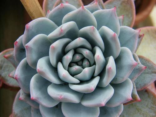 Комнатные растения приносящие в дом несчастье. Цветы в доме, которые приносят несчастье 16