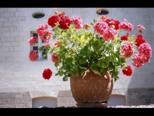 Комнатные цветы приносящие одиночество. Комнатные цветы — основные приметы