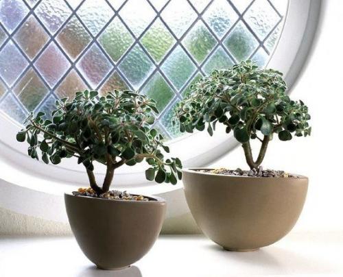 Какие цветы держать дома для счастья. 10 комнатных растений, притягивающих любовь и благополучие в семье