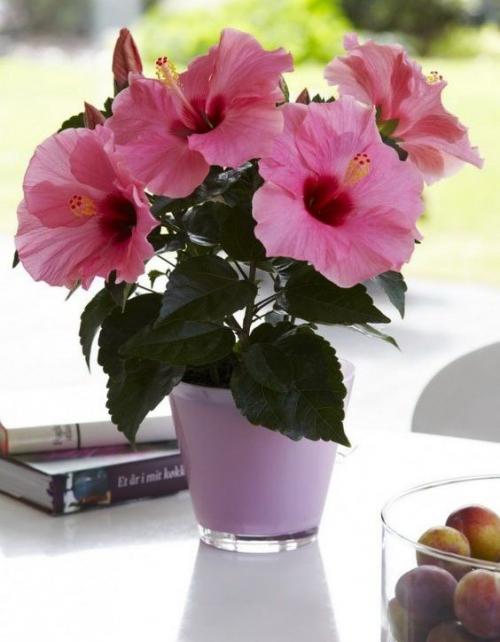 Какие цветы держать дома для счастья. 10 комнатных растений, притягивающих любовь и благополучие в семье