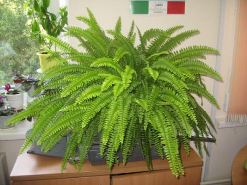 Комнатные растения приносящие в дом несчастье. Цветы в доме, которые приносят несчастье 31