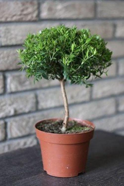 Какие цветы держать дома для счастья. 10 комнатных растений, притягивающих любовь и благополучие в семье